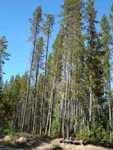 Logdepole Pine